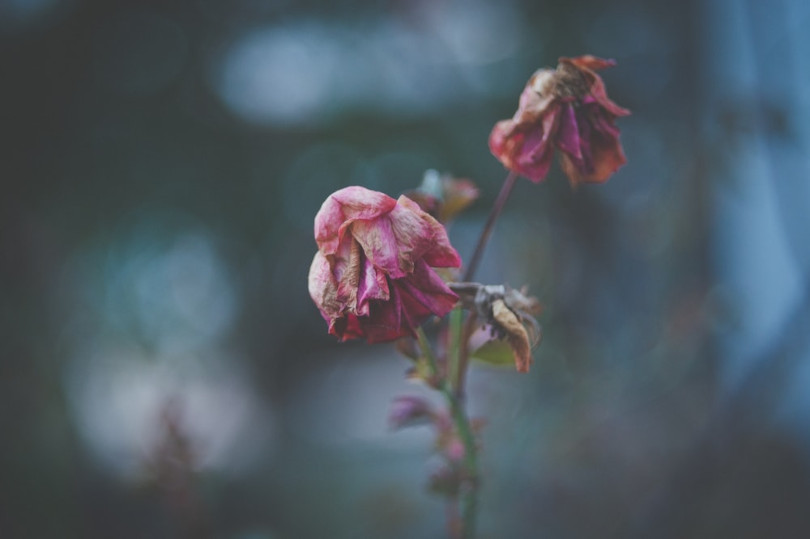 A close up of the wilted flowers on a plant