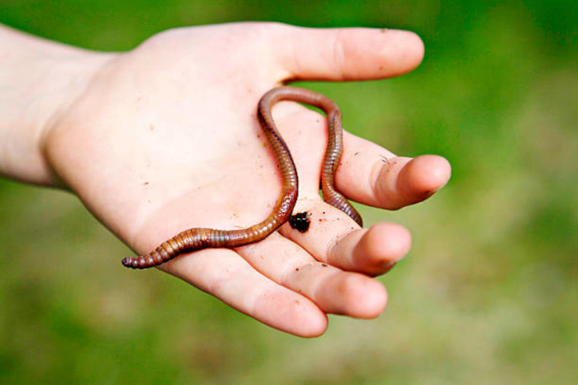 Hand holding a brown earthworm outdoors.